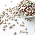 light speckled kidney beans scientific name of beans